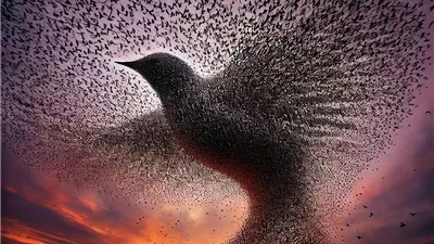 مصور يلتقط صورة لطيور الزرزور خلال تشكيلها طائراً واحداً عملاقاً