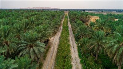 السعودية: واحة خضراء قبل 8 ملايين سنة وفق دراسة حديثة