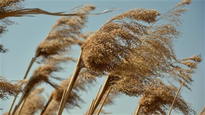 ماهي رياح الخماسين أو رياح السموم؟