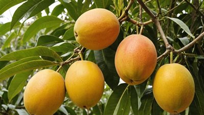 لماذا يمنع الأطباء شرب الماء بعد تناول المانجو