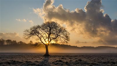 شجرة تفرز سائلًا أحمر يشبه الدم أين تعيش