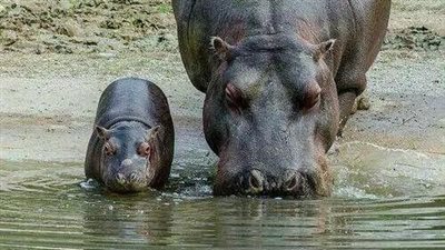 فرس النهر يركض تحت الماء أسرع من سباحته فوقه؟