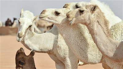 مسابقات جمال الإبل واحدة من أهم المظاهر الثقافية 
