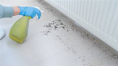 طرق طرد النمل في المنزل فعالة و سهلة 
