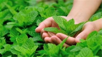 حساسية نادرة من النعناع تجعل امرأة تعاني من معجون الاسنان