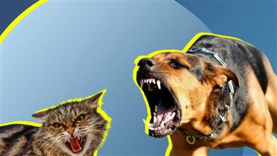 قطة تنقذ طفلًا من هجوم كلب شرس